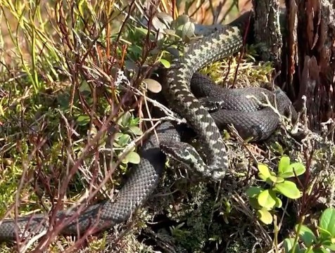 С жалобами на укусы змей в БСМП обратились два калужанина за неделю