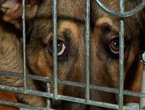 Конфликт по поводу приюта для собак привлек внимание прокуратуры