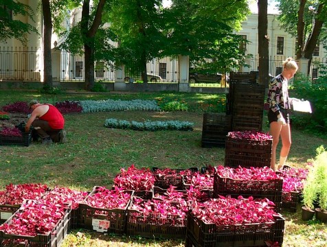 400 тысяч цветов украсят Калугу к 650-летнему юбилею