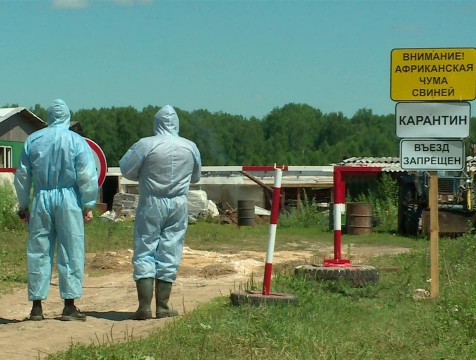 12 очагов АЧС зафиксировано в Калужской области