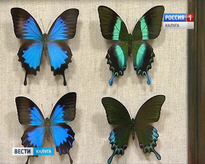 бабочки0924.jpg