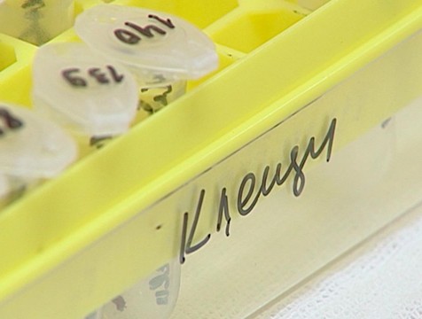 За прошедшую неделю клещи покусали 54 человека