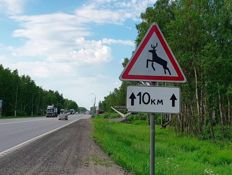До 80 тысяч рублей заплатит водитель за ДТП с диким животным