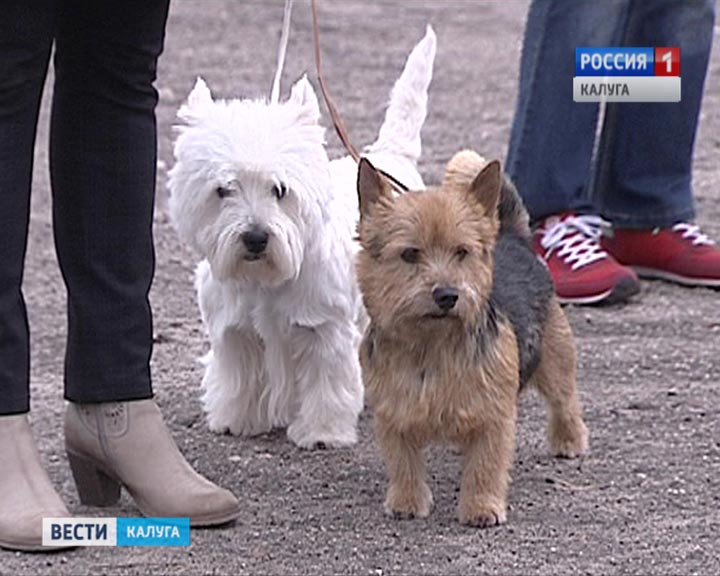 Праздник-собак5-0926.jpg