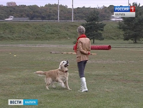 Показательные выступления собак прошли в сквере Волкова