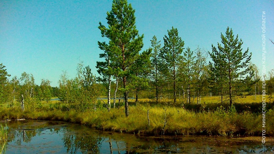 болото-0812.jpg