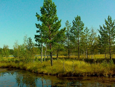 Утверждены границы памятника природы «Верховое болото Бережковское»