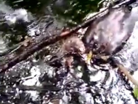 По факту загрязнения почвы в Ферзикове мазутом заведено уголовное дело