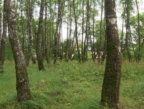 Большую часть берёзовой рощи в микрорайоне Малинники сохранят