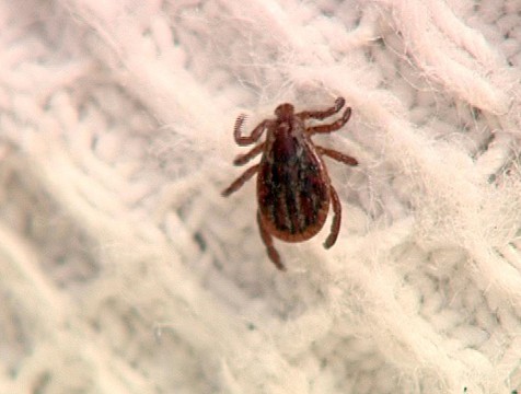 На укусы клещей за неделю пожаловались 123 жителя Калужской области