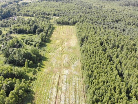 Саженцы геоглифов в честь 75-летия Великой Победы окрепли и подросли