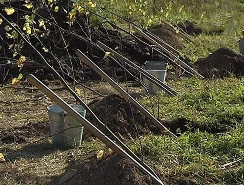 Более 500 тысяч деревьев посадят в регионе в рамках акции «Сохраним лес»