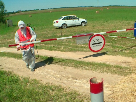 Карантин по африканской чуме свиней снят в трех районах области и Калуге