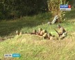 Ильинские-рубежи5-1003.jpg