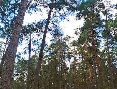 Субботник в бору превратится в квест