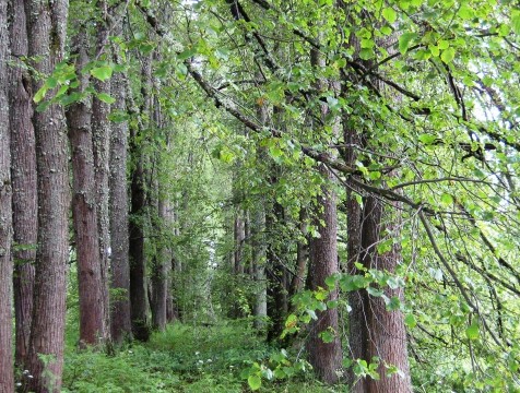 Утверждена территория старинного усадебного парка в Барятинском районе