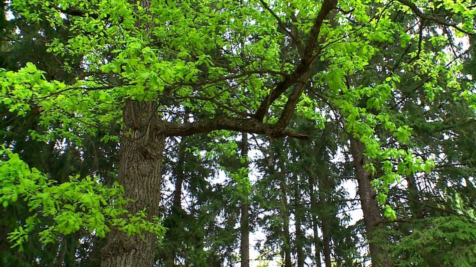 Дуб-лес-0526.jpg