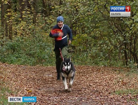 Гонки на собачьих упряжках без снега прошли в Калуге