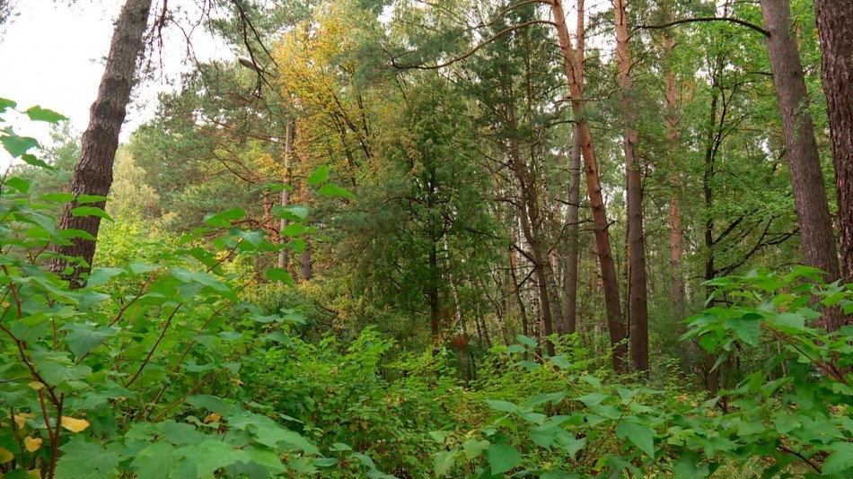 Лес0905.jpg