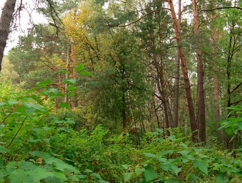 Потерявшегося в лесу грибника нашли с помощью вертолета
