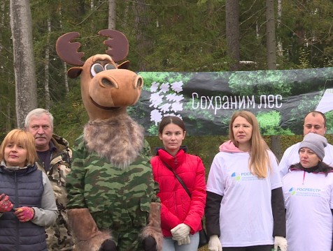 Волонтеры высадят более трехсот гектаров хвойного леса