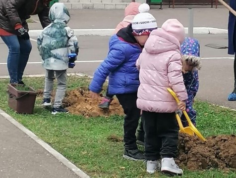 Более двухсот сибирских кедров и дубов посадят в Обнинске