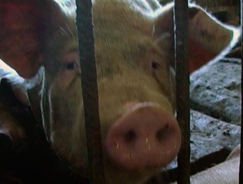 Африканскую чуму свиней обнаружили недалеко от Обнинска