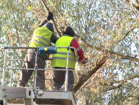 Сезонная опиловка деревьев стартовала в Калуге