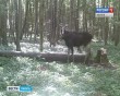 Лось1013.jpg