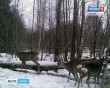 Косули1013.jpg