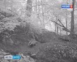Борсуки1013.jpg