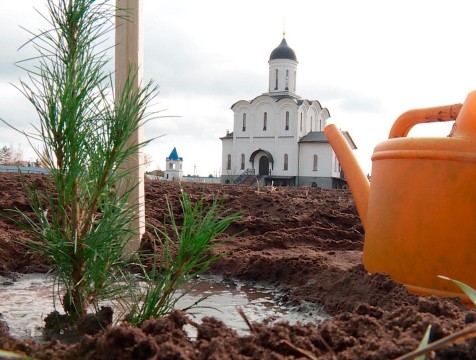 40 кедров посадили во Владимирском скиту в честь Великого стояния на Угре