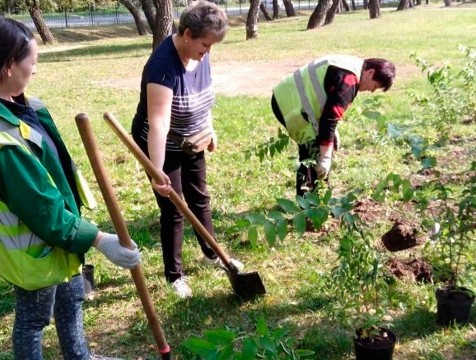 Более трехсот тысяч тюльпанов посадят в Калуге этой осенью