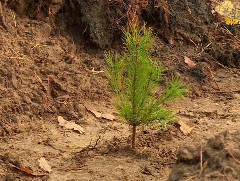 Калужская область вошла в десятку лидеров экочелленджа