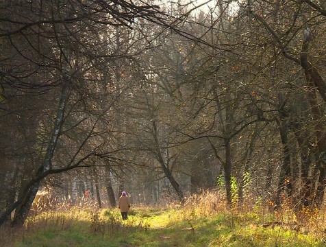 Краеведы рассказали об истории Парка усадьбы Яновских