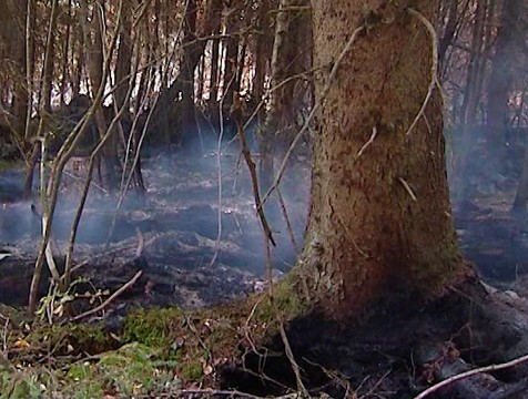 За сезон в Калужской области сгорело почти 4 гектара леса