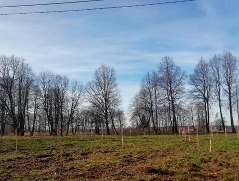 Две яблони украли в музее-заповеднике Полотняного Завода