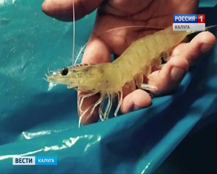 Креветка1030.jpg