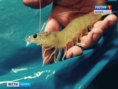 Ферму по разведению креветок откроют в Малоярославецком районе