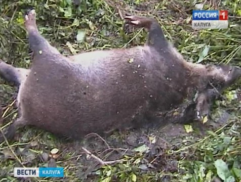 В соседней Орловской области зафиксирована вспышка АЧС