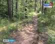 Лес0715.jpg