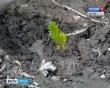 Лес-посадка0517.jpg