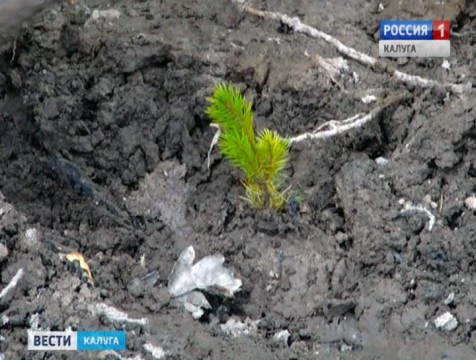 Предприятие по выращиванию посадочного лесоматериала может появиться в регионе