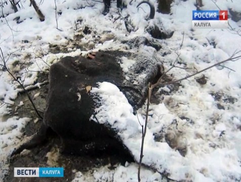 За убийство зубрихи с телёнком браконьеры могут получит до 7 лет лишения свободы