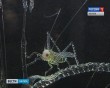 Музей-стекла4-0110.jpg