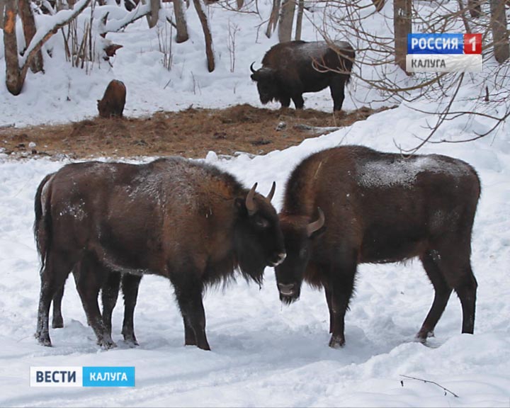 Зубры0111.jpg