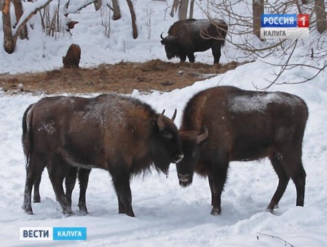 Четыре калужских зубра переехали жить в «Брянский лес»