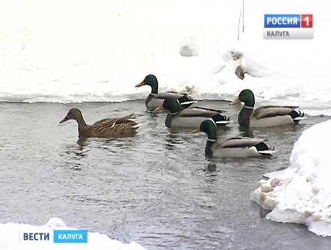 К всероссийской акции «Серая шейка» калужане присоединились в пятый раз