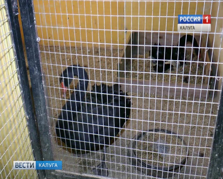 Лебеди-чёрные0118.jpg