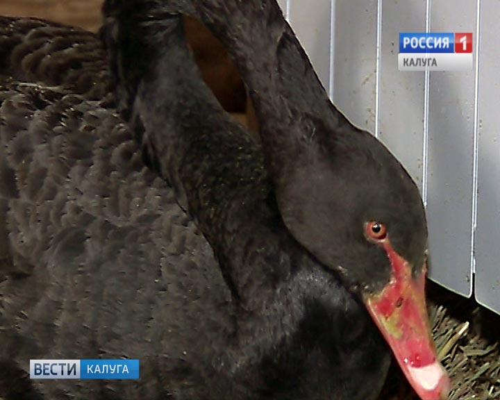 Лебедь-чёрный0118.jpg